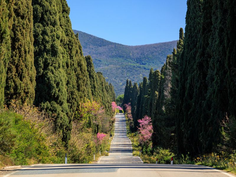 Bolgheri